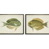 Framed Art-Kirkland's Home Acanthurus Fish Framed Art Prints, Set Of 2 White/Multi