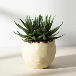 Arrangements & Greenery-Kirkland's Home Aloe Succulent Arrangement In Natural Pot Green