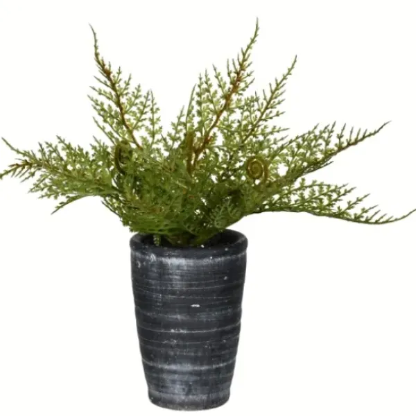 Arrangements & Greenery-Kirkland's Home Asparagus Fern In Tall Black Planter Green/Black