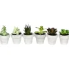 Arrangements & Greenery-Kirkland's Home Assorted Potted Succulent Arrangements, Set Of 6 Green/White