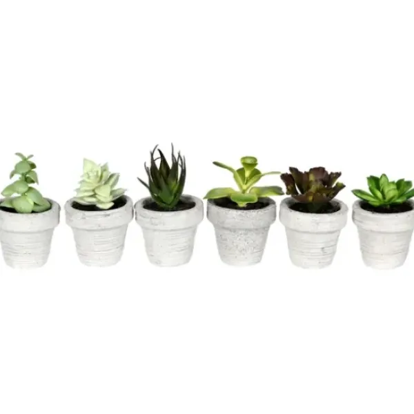 Arrangements & Greenery-Kirkland's Home Assorted Potted Succulent Arrangements, Set Of 6 Green/White