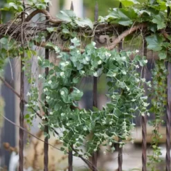 Wreaths-Kirkland's Home Australian Eucalpyptus Wreath Green
