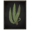 Framed Art-Kirkland's Home Black Fern I Framed Art Print Green/Black