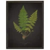 Framed Art-Kirkland's Home Black Fern Vi Framed Art Print Green/Black