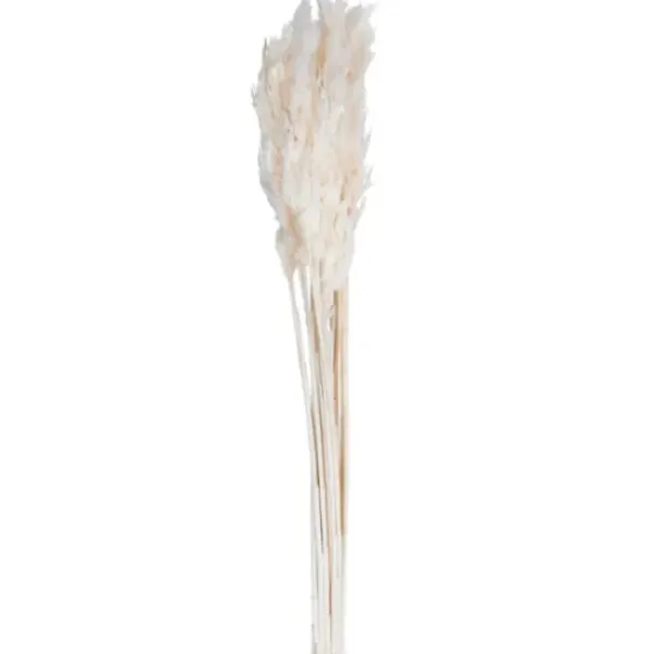Stems & Bouquets-Kirkland's Home Bleached Preserved Plume Reed Bundles, Set Of 2 Ivory
