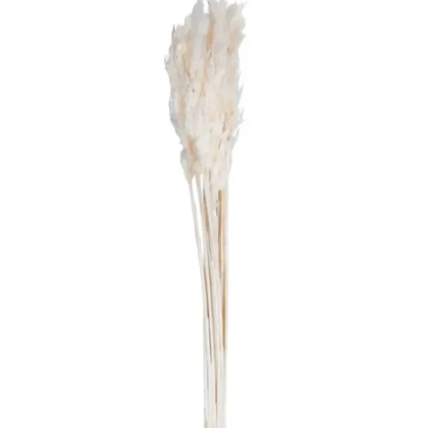 Stems & Bouquets-Kirkland's Home Bleached Preserved Plume Reed Bundles, Set Of 2 Ivory