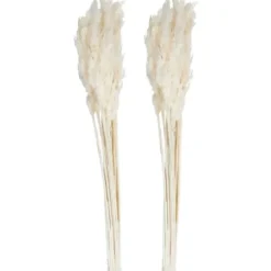 Stems & Bouquets-Kirkland's Home Bleached Preserved Plume Reed Bundles, Set Of 2 Ivory