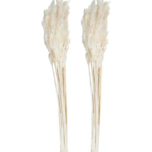 Stems & Bouquets-Kirkland's Home Bleached Preserved Plume Reed Bundles, Set Of 2 Ivory