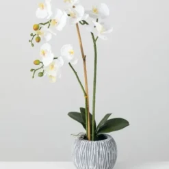 Arrangements & Greenery-Kirkland's Home Blooming White Orchid Potted Floral Arrangement Green/White/Yellow