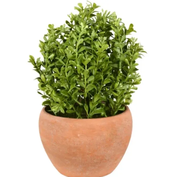 Arrangements & Greenery-Kirkland's Home Boxwood Bush In Terracotta Pot Green
