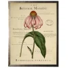 Framed Art-Kirkland's Home Coneflower Botanical Magazine Framed Art Print Multi