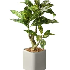 Arrangements & Greenery-Kirkland's Home Croton Arrangement In Ceramic Planter Green