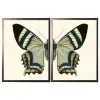 Framed Art-Kirkland's Home Diptych Butterfly Framed Art Print, Set Of 2 Blue/Gray