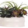 Arrangements & Greenery-Kirkland's Home Echeveria Mix In Modern White Bowl Green/Purple/White