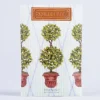 Sachets-Kirkland's Home English Ivy Sachet