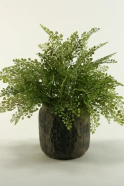 Arrangements & Greenery-Kirkland's Home Flat Iron Fern Arrangement In Antiqued Planter Green