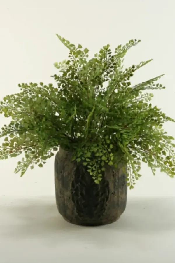 Arrangements & Greenery-Kirkland's Home Flat Iron Fern Arrangement In Antiqued Planter Green