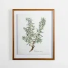 Framed Art-Kirkland's Home Golden Leaves Herbs Rosemary Framed Art Print White/Green
