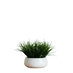 Arrangements & Greenery-Kirkland's Home Grass Arrangement In White Ceramic Bowl Green/White