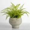 Arrangements & Greenery-Kirkland's Home Lace Fern Plant In Face Planter Green/Gray