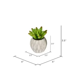 Arrangements & Greenery-Kirkland's Home Mini Succulents In Ceramic Pots, Set Of 3 Green