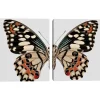 Wall Quotes & Signs-Kirkland's Home Monarch Butterfly I & Ii Canvas Prints, Set Of 2 Ivory/Multi