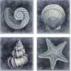 Framed Art-Kirkland's Home Nautical Seashells 4-Pc. Canvas Art Print Set Blue/White/Black