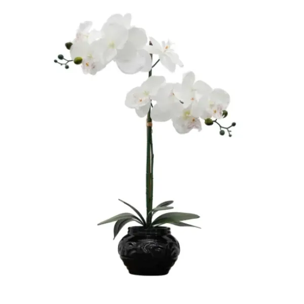 Arrangements & Greenery-Kirkland's Home Orchid Arrangement In Floral Planter Black