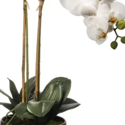 Arrangements & Greenery-Kirkland's Home Orchid Arrangement In Gold Pot, 22 In. White