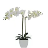 Arrangements & Greenery-Kirkland's Home Orchid Arrangement In Pot White