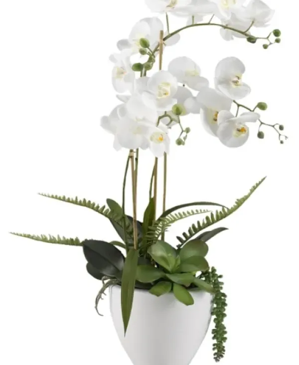 Arrangements & Greenery-Kirkland's Home Orchids In Ceramic Bowl White
