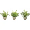 Arrangements & Greenery-Kirkland's Home Potted Fern Arrangements, Set Of 3 Green/Gray