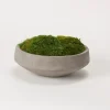 Arrangements & Greenery-Kirkland's Home Preserved Mood Moss In Round Cement Bowl Green/Gray