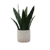 Arrangements & Greenery-Kirkland's Home Snake Plant In Striped Pot Green