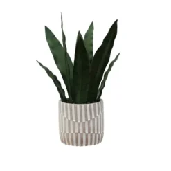 Arrangements & Greenery-Kirkland's Home Snake Plant In Striped Pot Green