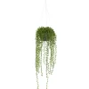 Arrangements & Greenery-Kirkland's Home String Of Pearl Plant In Hanging Planter Green