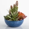 Arrangements & Greenery-Kirkland's Home Succulent Arrangement In Glazed Blue Bowl Blue/Green