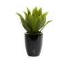 Arrangements & Greenery-Kirkland's Home Succulent In Sleek Black Planter Green/Black