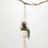 Arrangements & Greenery-Kirkland's Home Succulents In Hanging Macrame Planter Green/White