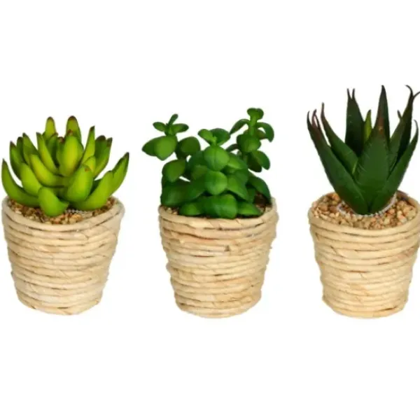Arrangements & Greenery-Kirkland's Home Succulents In Twine Planters, Set Of 3 Green/White