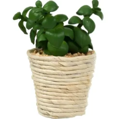 Arrangements & Greenery-Kirkland's Home Succulents In Twine Planters, Set Of 3 Green/White