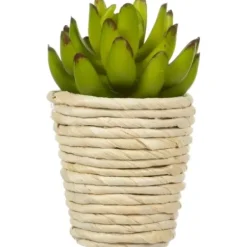 Arrangements & Greenery-Kirkland's Home Succulents In Twine Planters, Set Of 3 Green/White