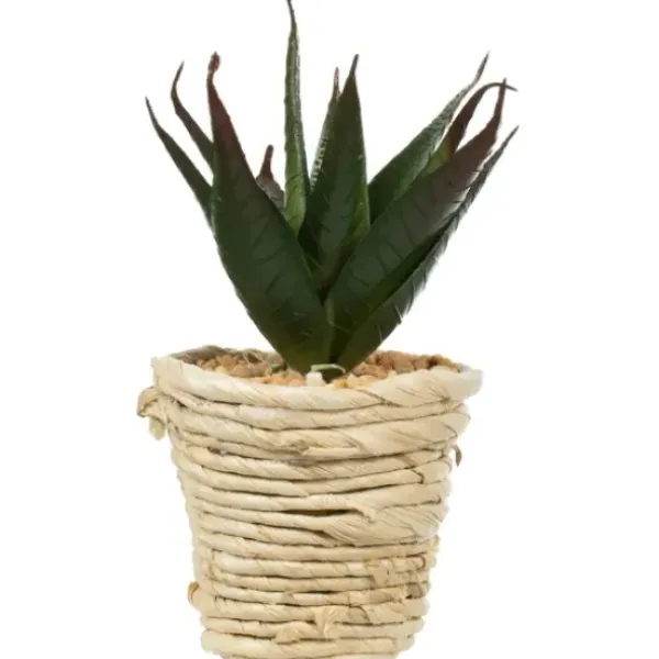 Arrangements & Greenery-Kirkland's Home Succulents In Twine Planters, Set Of 3 Green/White