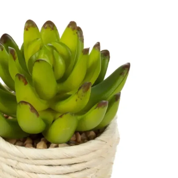 Arrangements & Greenery-Kirkland's Home Succulents In Twine Planters, Set Of 3 Green/White