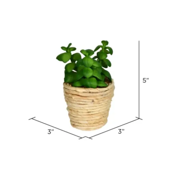 Arrangements & Greenery-Kirkland's Home Succulents In Twine Planters, Set Of 3 Green/White