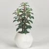 Arrangements & Greenery-Kirkland's Home Succulents In White Ceramic Planter Green/Gray
