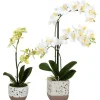 Arrangements & Greenery-Kirkland's Home Sunshine Orchids In Speckled Planters, Set Of 2 Yellow/White
