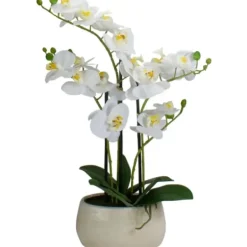 Arrangements & Greenery-Kirkland's Home White Orchid In Round Ceramic Bowl White/Green