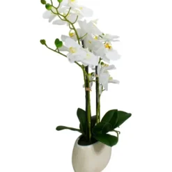 Arrangements & Greenery-Kirkland's Home White Orchid In Round Ceramic Bowl White/Green