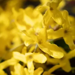 Wreaths-Kirkland's Home Yellow Blooming Forsythia Twig Wreath Yellow/Brown